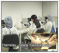 follicular units grafts