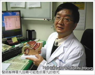 醫師解釋睪丸扭轉可能造成睪丸的壞死